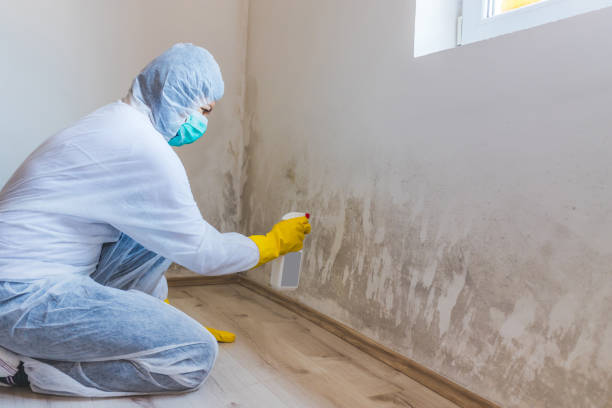 Licensed Mold Inspection service in Essex, IL - WQB Mold Removal